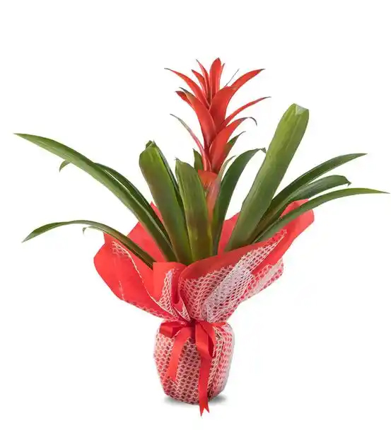 Samsun Krmz Guzmania